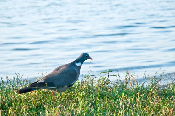 ahşap güvercin. (columba palumbus)