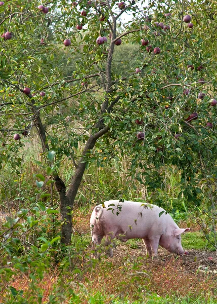Schwein unter dem Apfelbaum Stockbild