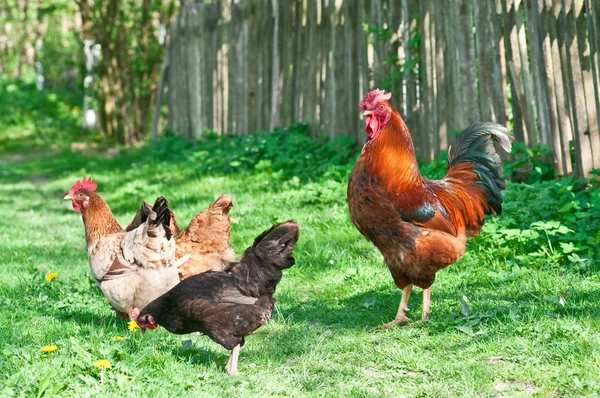 Tavuk ve horoz Telifsiz Stok Fotoğraflar