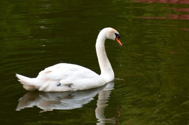 su üzerinde MUTE swan