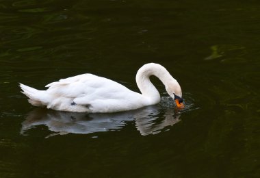 su üzerinde MUTE swan