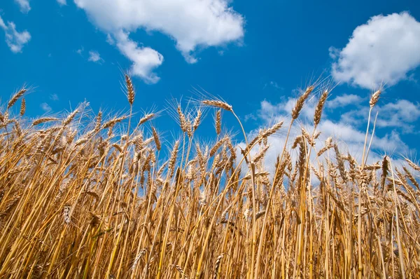 Buğday tarlası ve mavi gökyüzü 