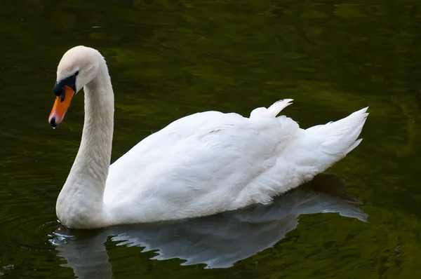 Su üzerinde MUTE swan — Stok fotoğraf