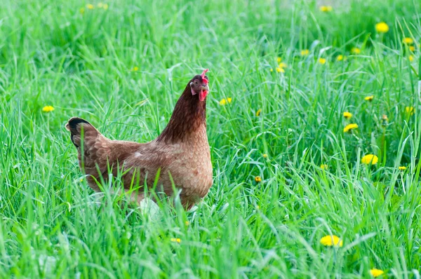 Çayırda dışında Hen