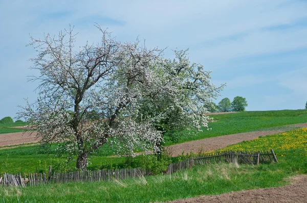 Çiçek açan elma ağacı 