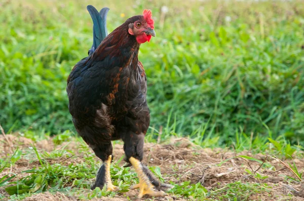 Çayırda dışında horoz 