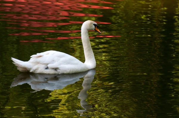 Labuť na vodě — Stock fotografie