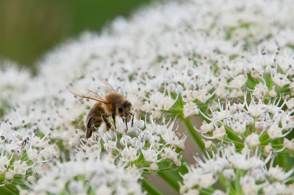 arı toplama nektarı.