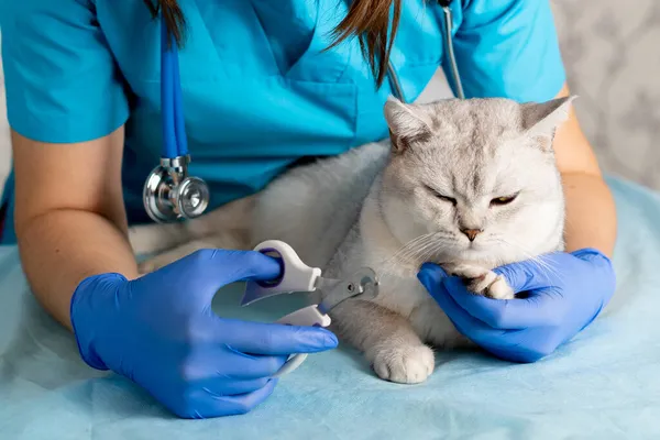 nail clipping a cat, a veterinarian cutting the claws of a young thoroughbred Scottish white cat, caring for pets.