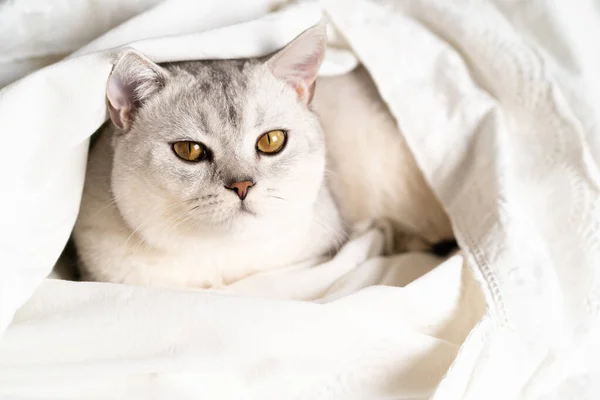 Όμορφη Λευκή Καθαρόαιμη Γάτα Σκωτίας Κατ Ευθείαν Eared Ένα Λευκό — Φωτογραφία Αρχείου