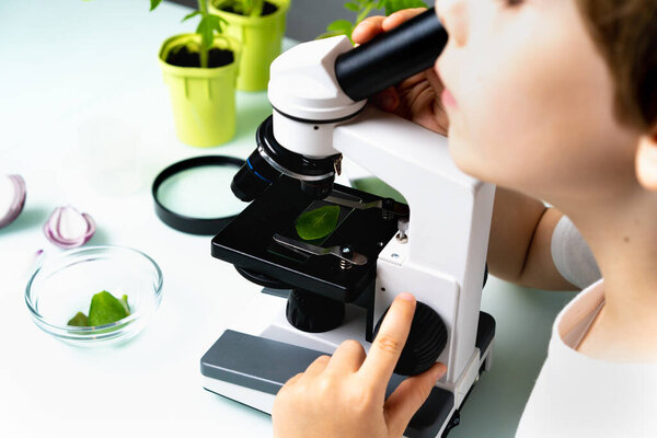 close-up microscope and plant study, increasing and studying nature. 