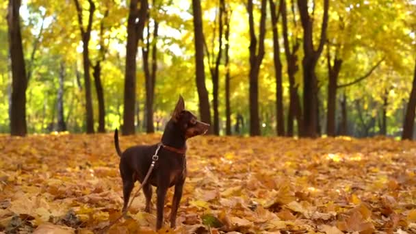 Pequeno Cão Cor Chocolate Raça Daquele Terrier Parque Outono — Vídeo de Stock