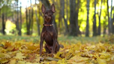 Sonbahar Parkı 'ndaki Terrier' in çikolata renkli küçük bir köpeği.