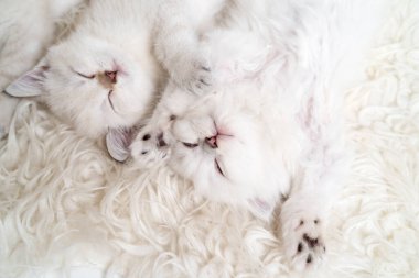 İki sevimli pofuduk beyaz kedi yavrusu hafif bir battaniyenin üzerinde yan yana uyuyorlar.