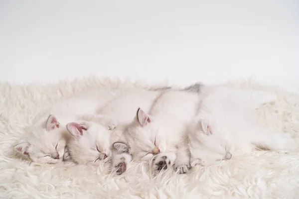 Cuatro lindos gatitos blancos esponjosos están durmiendo uno al lado del otro en una manta ligera —  Fotos de Stock