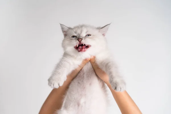 Egy kis fehér cica nyávog a kezében egy könnyű háttér, nappali macska — Stock Fotó