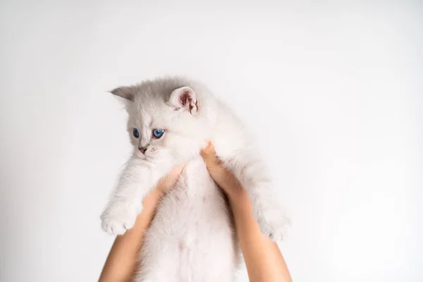 Pequeno gatinho de olhos azuis da raça britânica em suas mãos em um fundo branco, o conceito de cuidar de animais, dia do gato — Fotografia de Stock