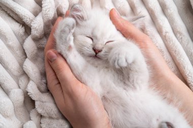 Küçük beyaz safkan kedi yavrusu kadınların elinde uyur. Hayvanlara bakar ve onları sever. Tatil kedisi günü kavramı.