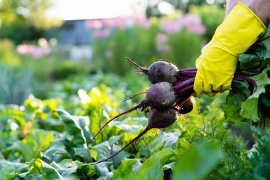 Bahçeden çıkarılan pancar hasadı, bahçe ve tarım, çevre dostu ürünler.