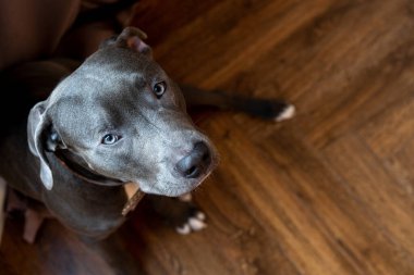 Genç gri pitbull, yakın plan namlu, kopyalama alanı, kameraya bakan hayvan.