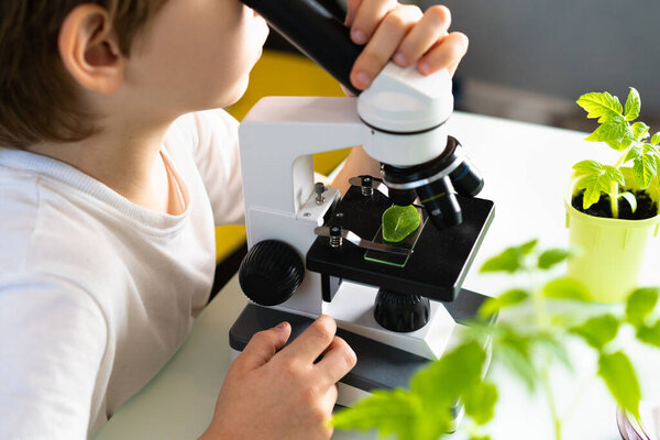 close-up microscope and plant study, increasing and studying nature