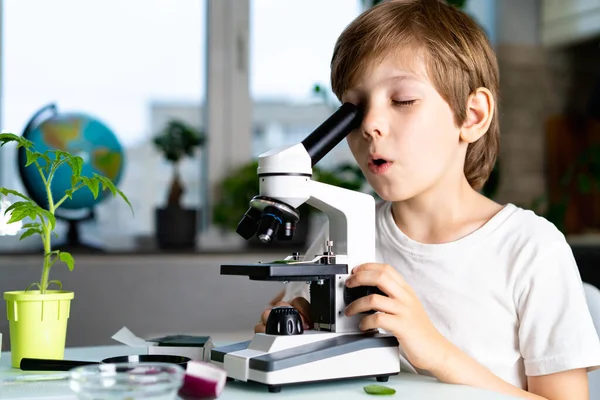 Μικρό αγόρι μελετά τα φυτά κάτω από ένα μικροσκόπιο, συναισθήματα έκπληξης και απόλαυσης Εικόνα Αρχείου