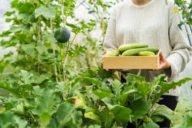 Kadınların elinde ahşap kutu ve bahçede taze sebzeler toplanmış.