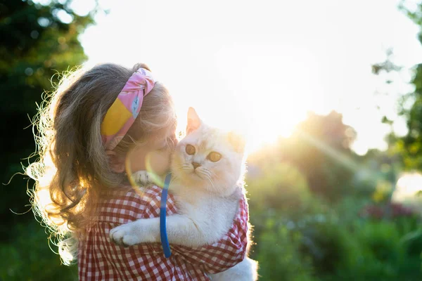 Uma garotinha com um grande gato escocês de orelhas direitas nos braços, amor por animais — Fotografia de Stock