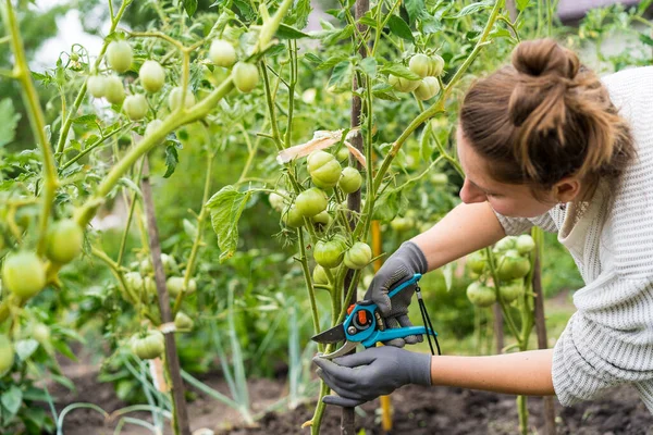 Una niña se encarga de las verduras en el jardín, ciruelas pasas con tijeras, forma arbustos, ciruelas pasas brotes y arbustos de tomate altos Fotos De Stock Sin Royalties Gratis