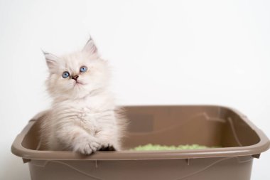 İngiliz soyundan güzel beyaz bir kedi yavrusu kedi tuvaletinde oturup, kedi yavrusuna tuvaletini yapmayı öğretiyor.