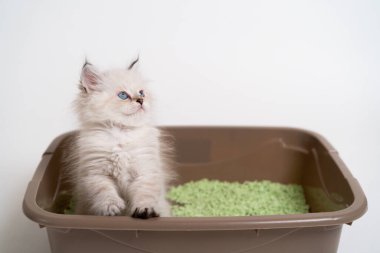 İngiliz soyundan güzel beyaz bir kedi yavrusu kedi tuvaletinde oturup, kedi yavrusuna tuvaletini yapmayı öğretiyor.