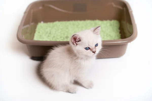 Красивый белый котенок шотландской породы сидит в туалете кошек, тренируя котенка к туалету — стоковое фото