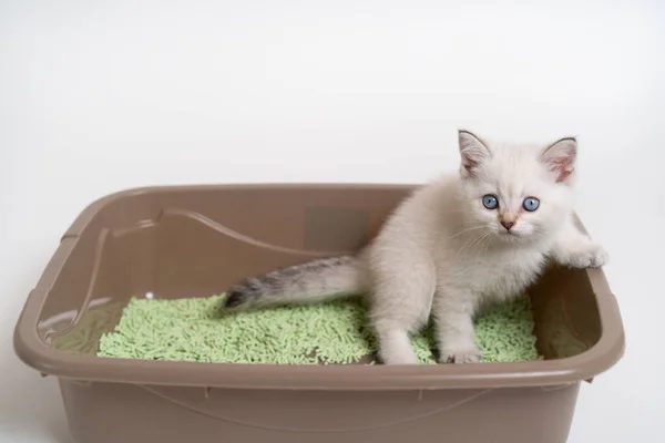 Bel gattino bianco della razza scozzese si siede nella toilette dei gatti, addestrando il gattino alla toilette — Foto Stock