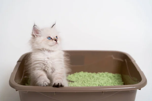 İngiliz soyundan güzel beyaz bir kedi yavrusu kedi tuvaletinde oturup, kedi yavrusuna tuvaletini yapmayı öğretiyor.