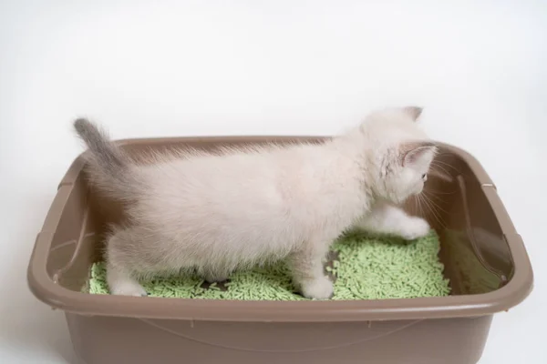 Beautiful white kitten of the Scottish breed sits in the cats toilet, training the kitten to the toilet — Stock Photo, Image