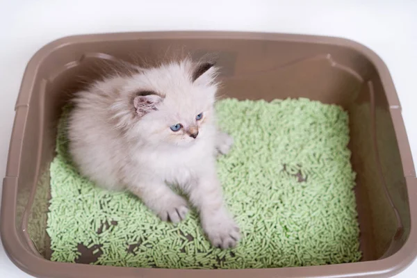 Un hermoso gatito blanco de la raza británica está sentado en el inodoro de gatos, enseñando al gatito al inodoro Fotos De Stock