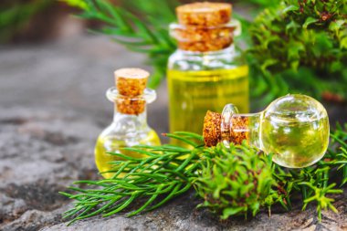 Bir şişe köknar ve yeşil koni yağı. Seçici odaklanma. Doğa