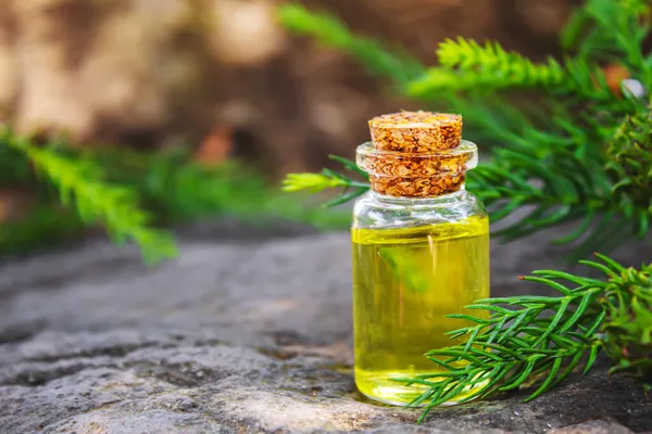 Bottles Fir Green Cones Essential Oil Selective Focus Nature — Stock Photo, Image