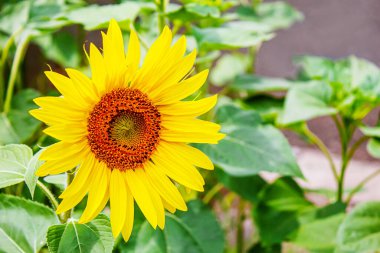 Parlak sarı ayçiçekleri ve güneş. Seçici odaklanma. Doğa.