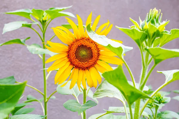 Leuchtend Gelbe Sonnenblumen Und Sonne Selektiver Fokus — Stockfoto