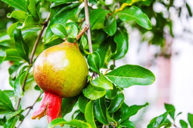 Ağaçta yapraklı genç bir nar. Seçici odaklanma. Nar ağacı. Doğa.