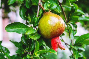 Ağaçta yapraklı genç bir nar. Seçici odaklanma. Nar ağacı. Doğa.