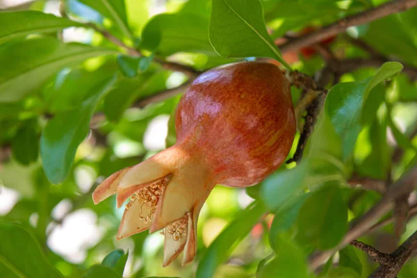 Granada Joven Árbol Con Hojas Enfoque Selectivo Árbol Granada Naturaleza — Foto de Stock