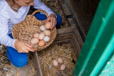 Çocuk kümesten yumurtaları alıyor. Seçici odaklanma. Doğa.