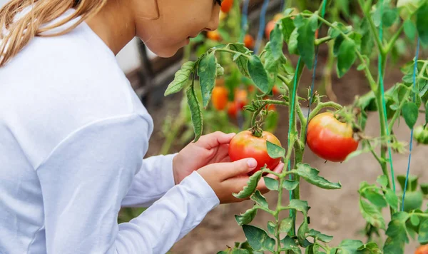 Dziecko Zbiera Pomidory Skupienie Selektywne Charakter — Zdjęcie stockowe