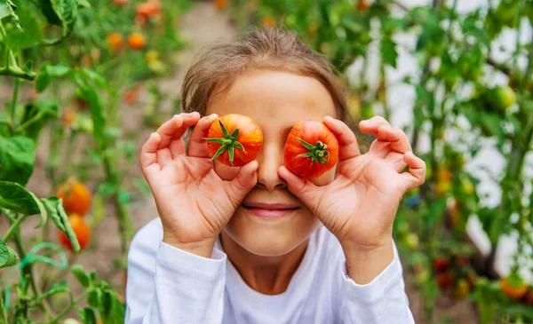 Het Kind Oogst Tomaten Selectieve Focus Nature — Stockfoto