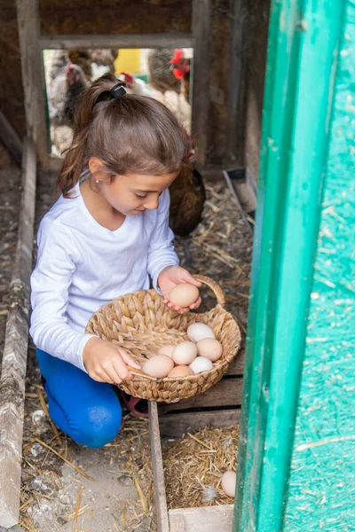 Ребенок Забирает Яйца Курятнике Избирательный Фокус — стоковое фото