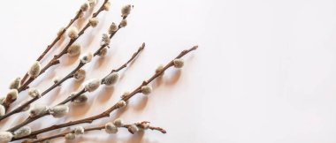 pussy willows branches on a white background.selective focus.nature