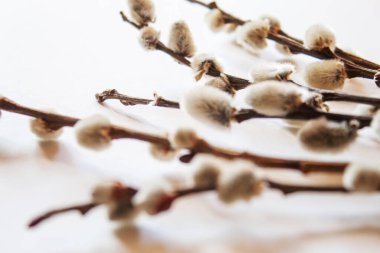 pussy willows branches on a white background.selective focus.nature