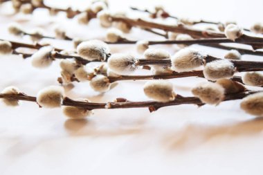 pussy willows branches on a white background.selective focus.nature
